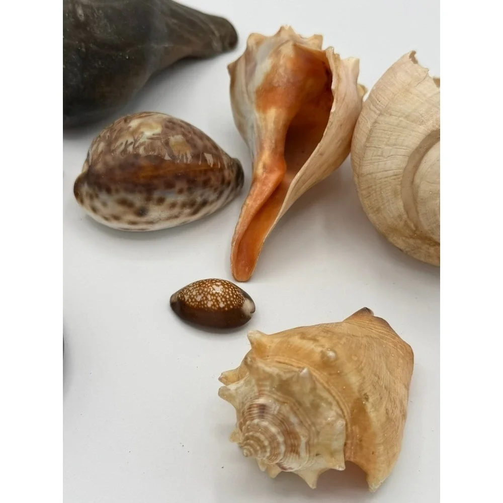 Mixed Seashell Lot Conch Cowrie Ocean Shells Assorted Beach Decor Craft Display